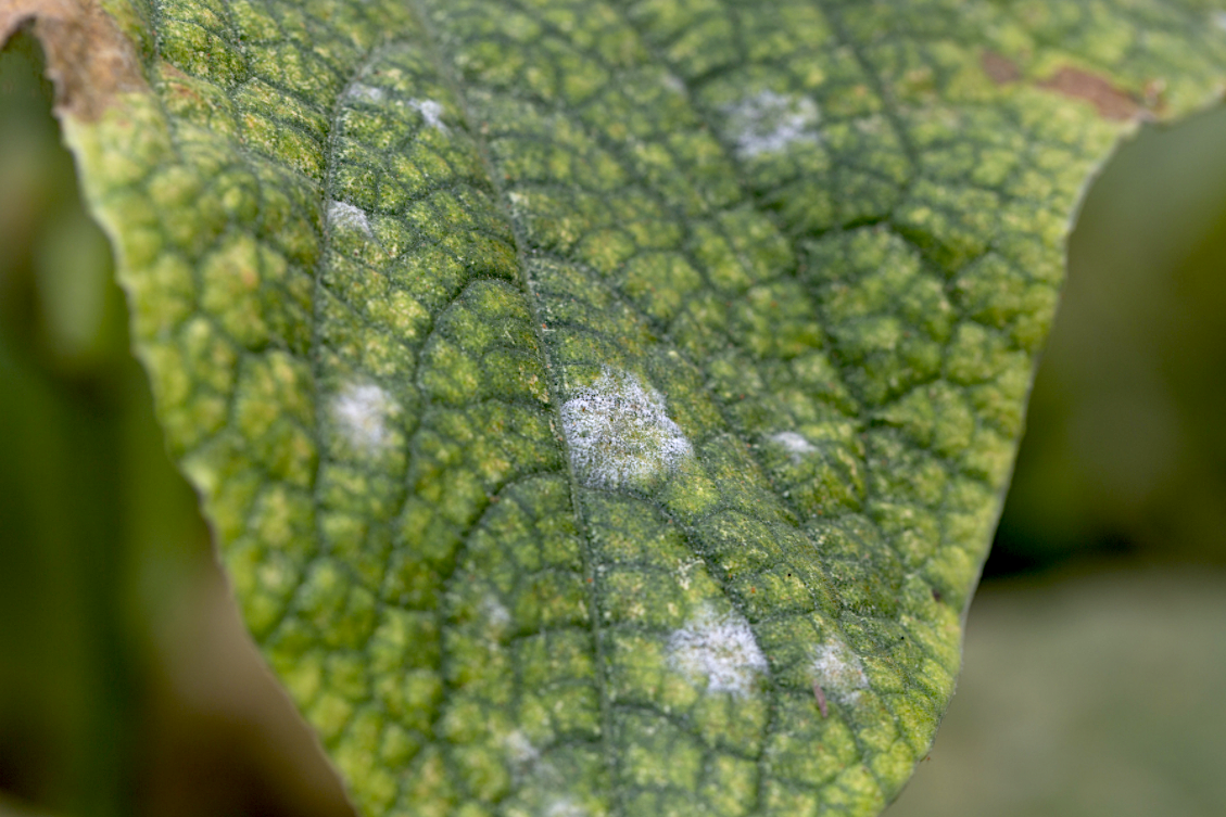 Biosulfur, el azufre mojable de origen biológico que es más soluble y ...