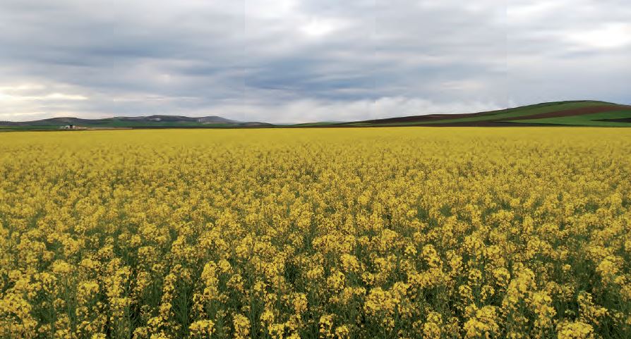 COLZA: el `amarillo` ha llegado para quedarse