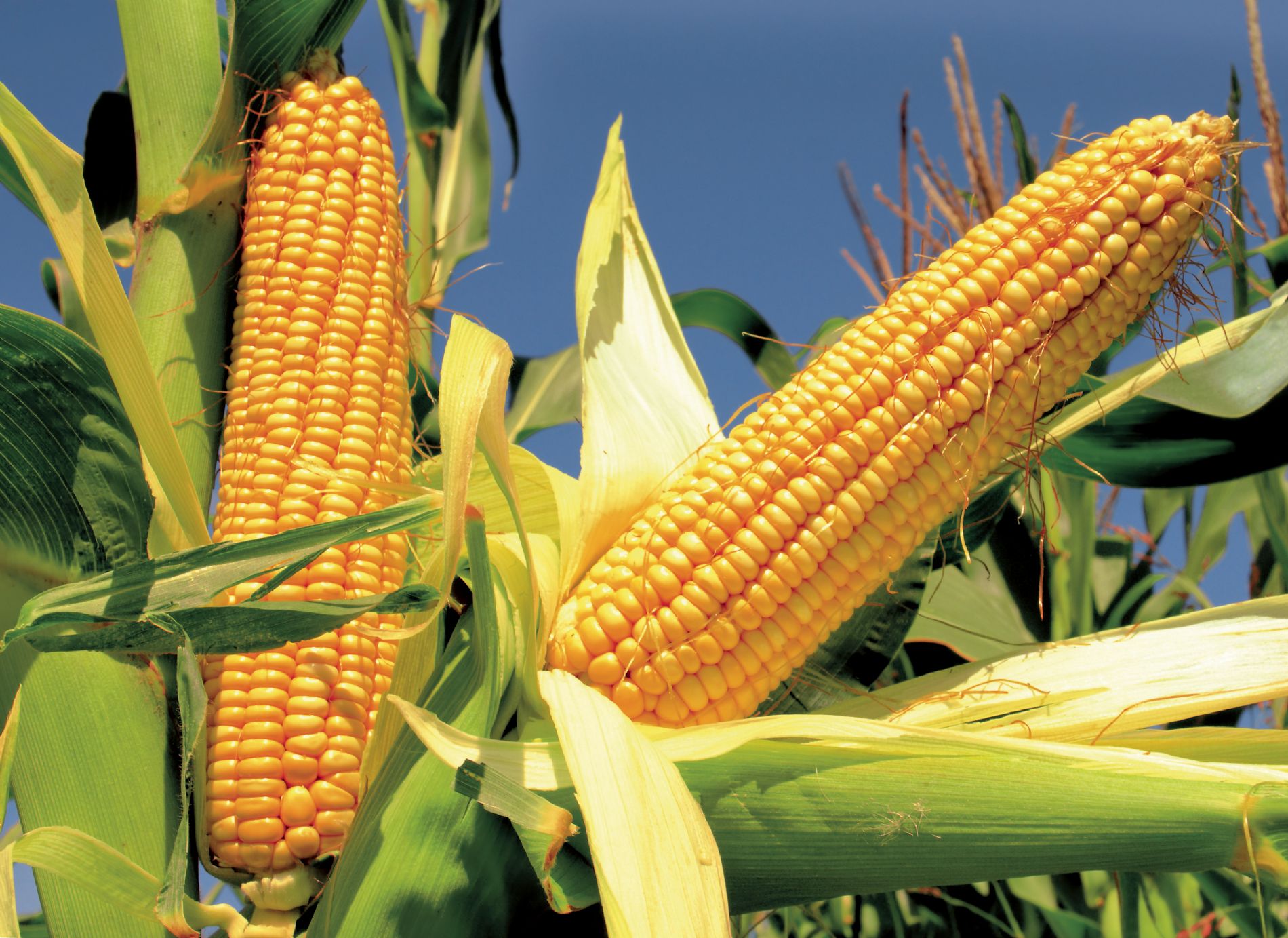 El cultivo sostenible del maíz es posible