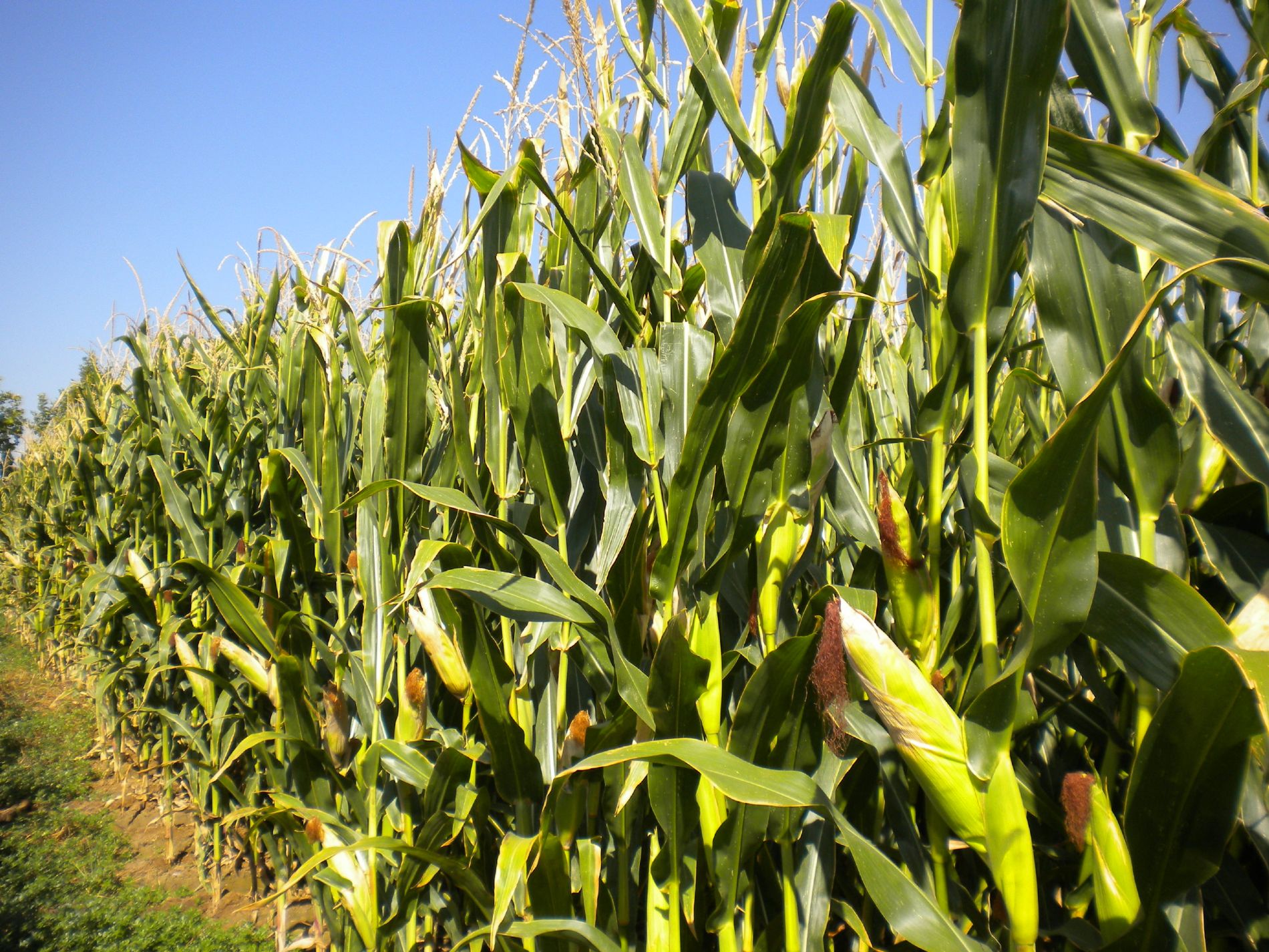 El uso de plásticos en agricultura, el caso de los acolchados – Blog del  Grupo Cajamar