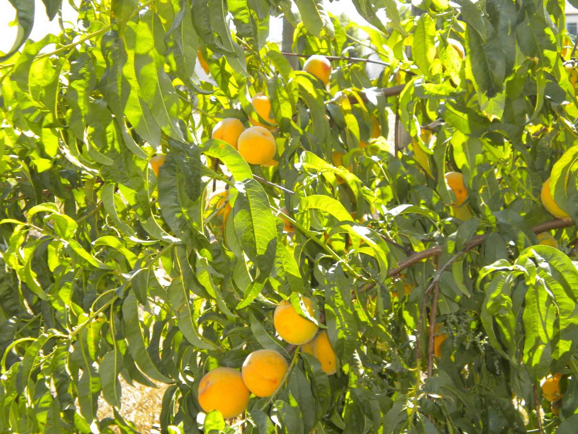 fruta dulce