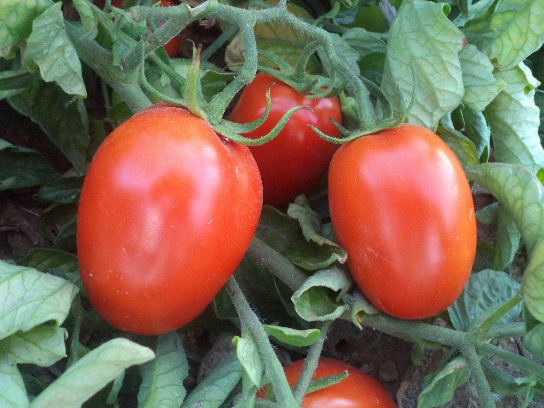 Tomate