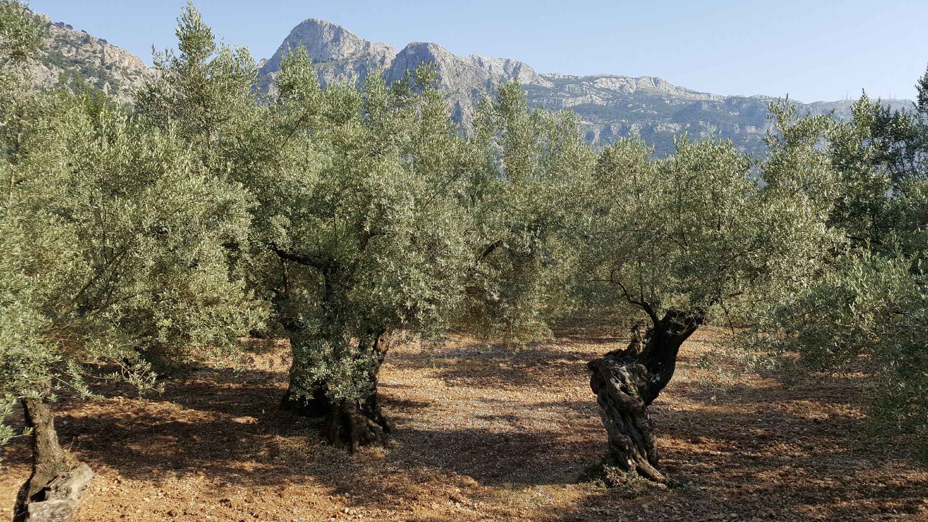 Xylella