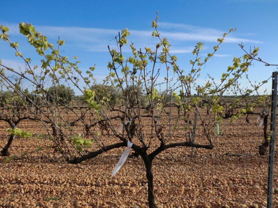 Vid, cultivo, cambio clmatico, agricultura