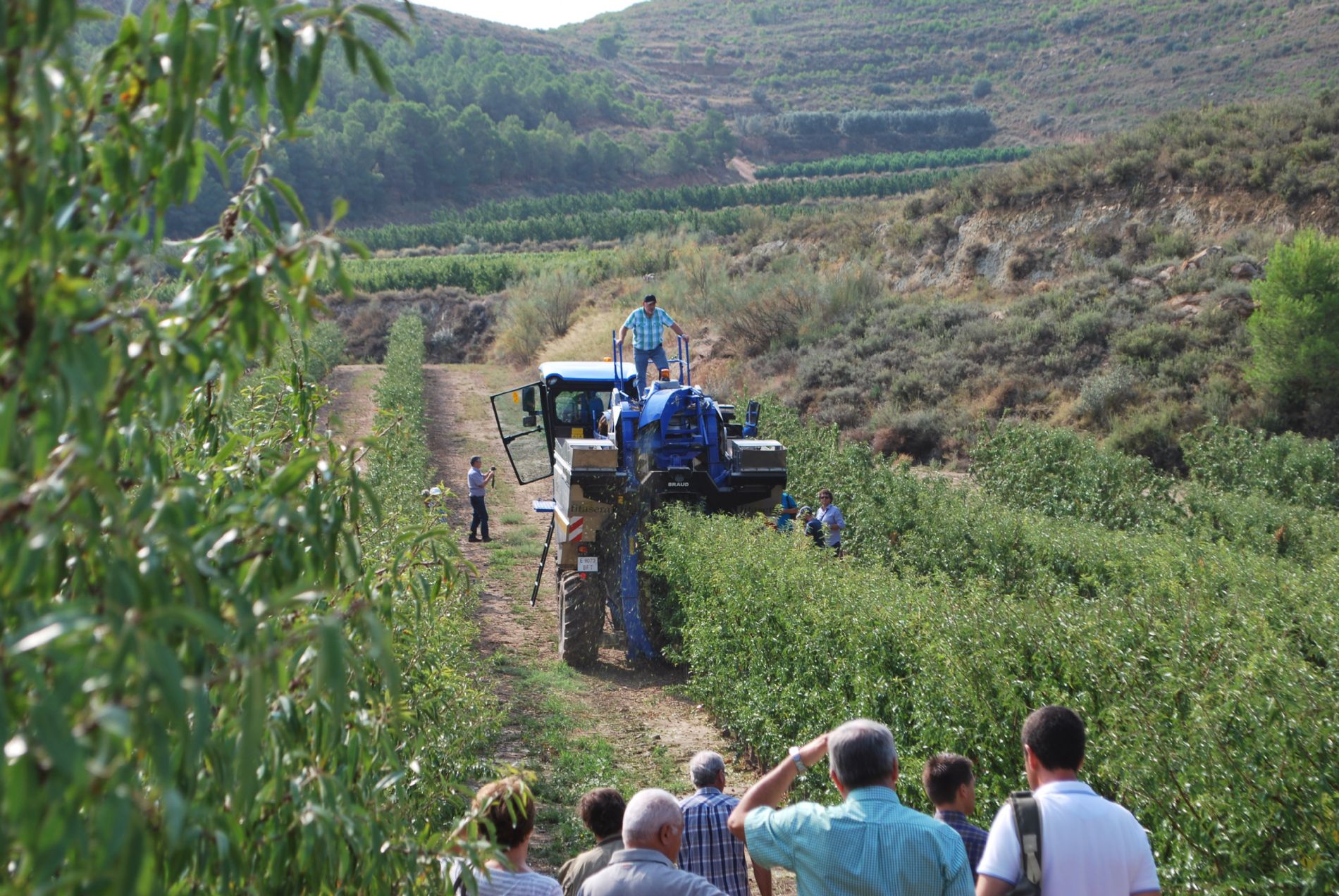 Agromillora