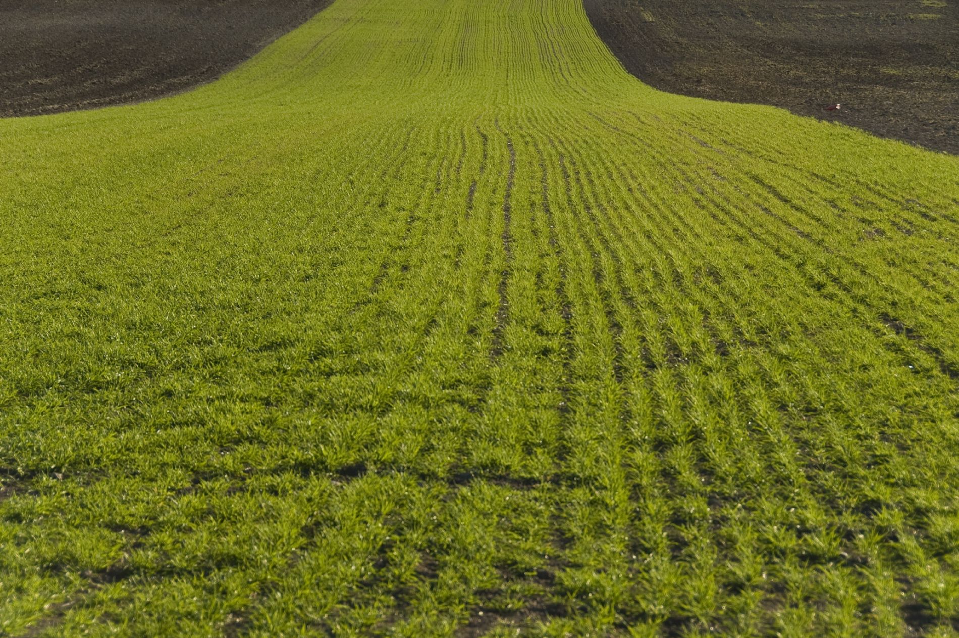 Campo
