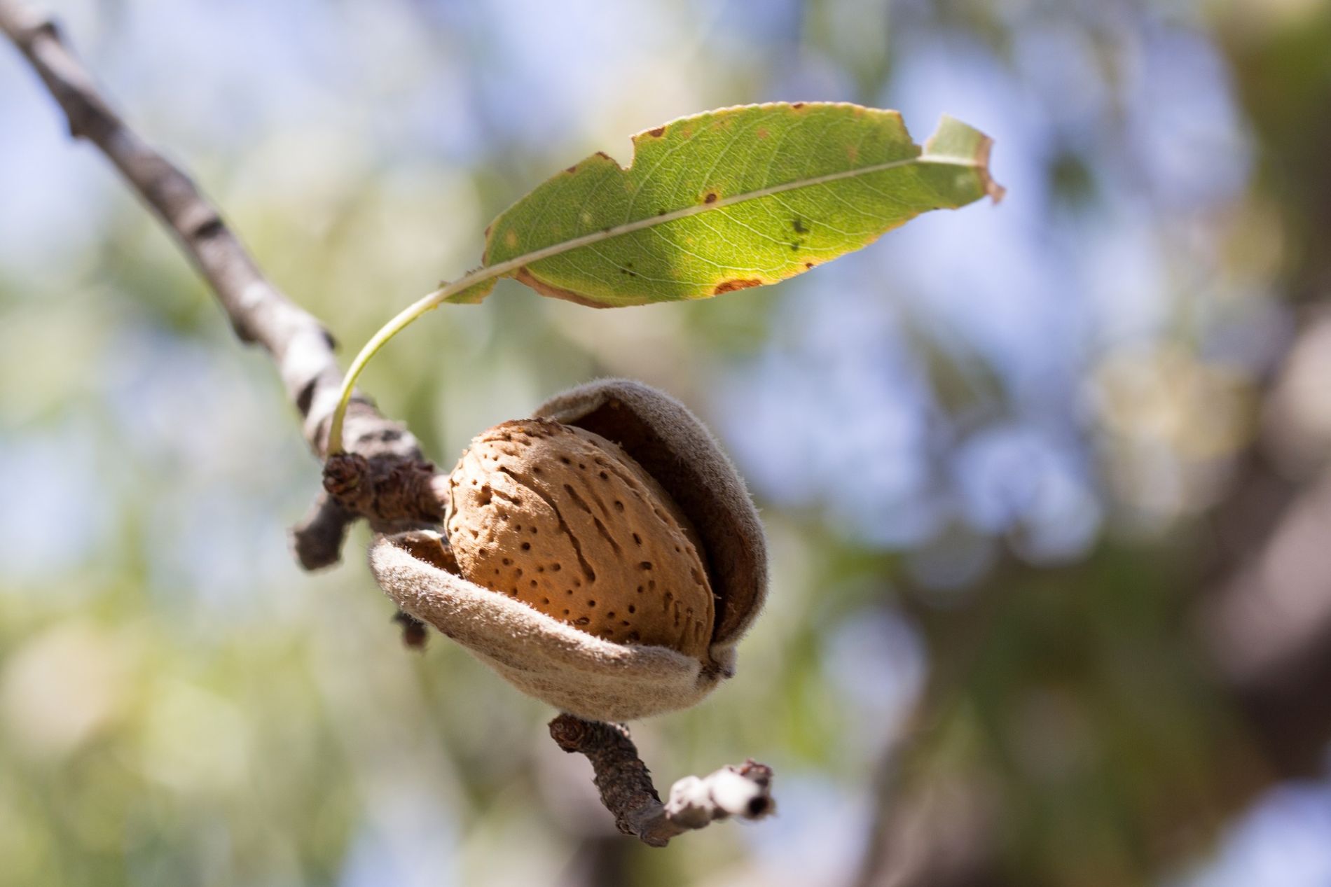 Almendra