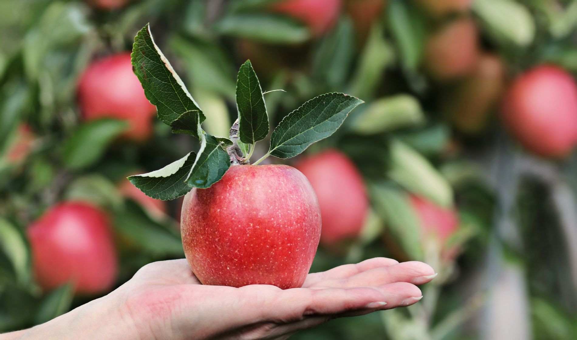Manzana
