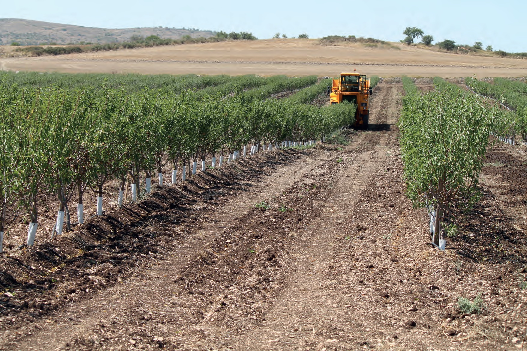 El uso de plásticos en agricultura, el caso de los acolchados – Blog del  Grupo Cajamar