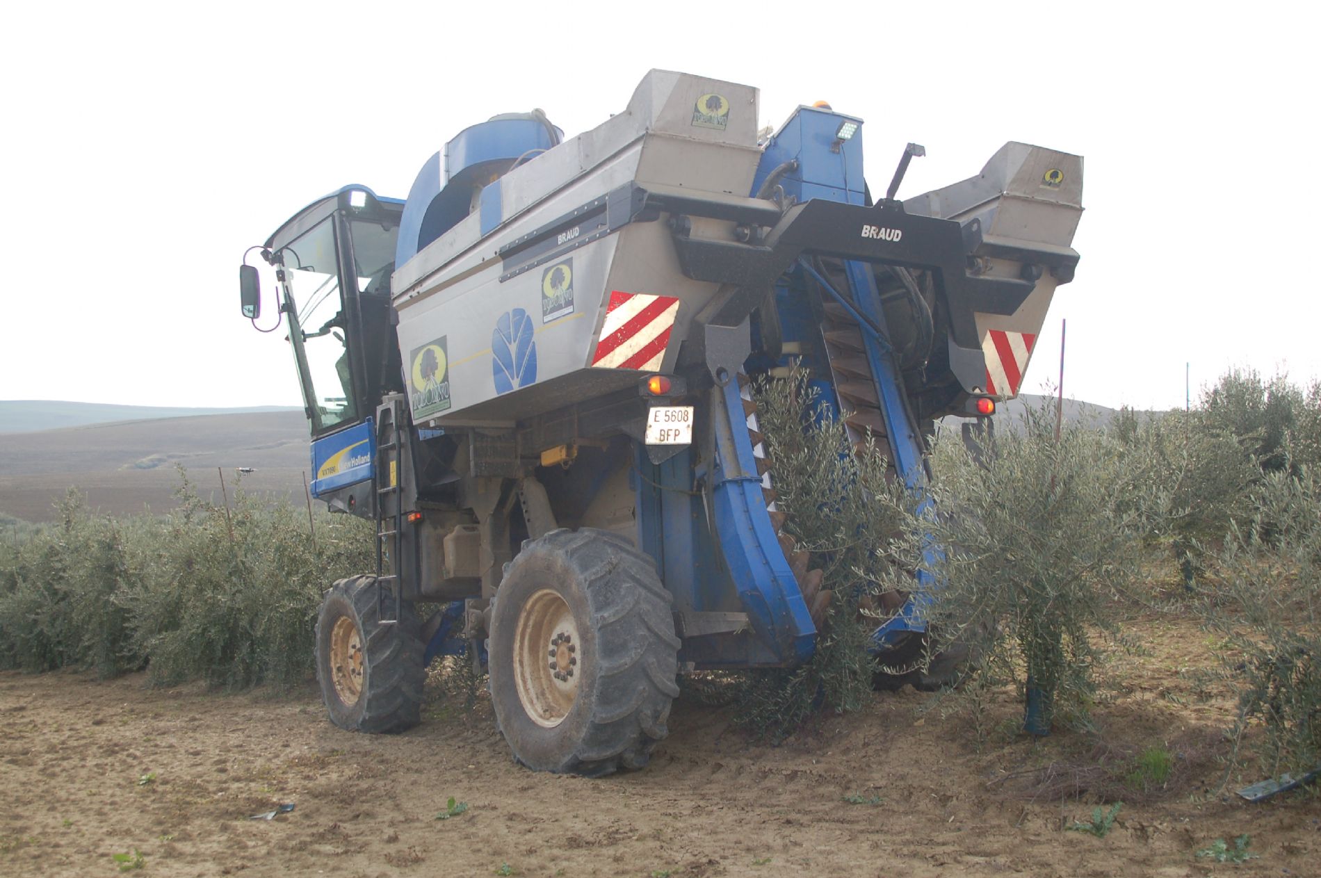 Mquina en pleno proceso de recoleccin en la finca de La Mata