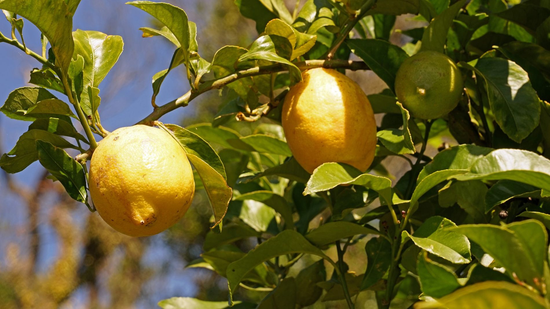 Limones