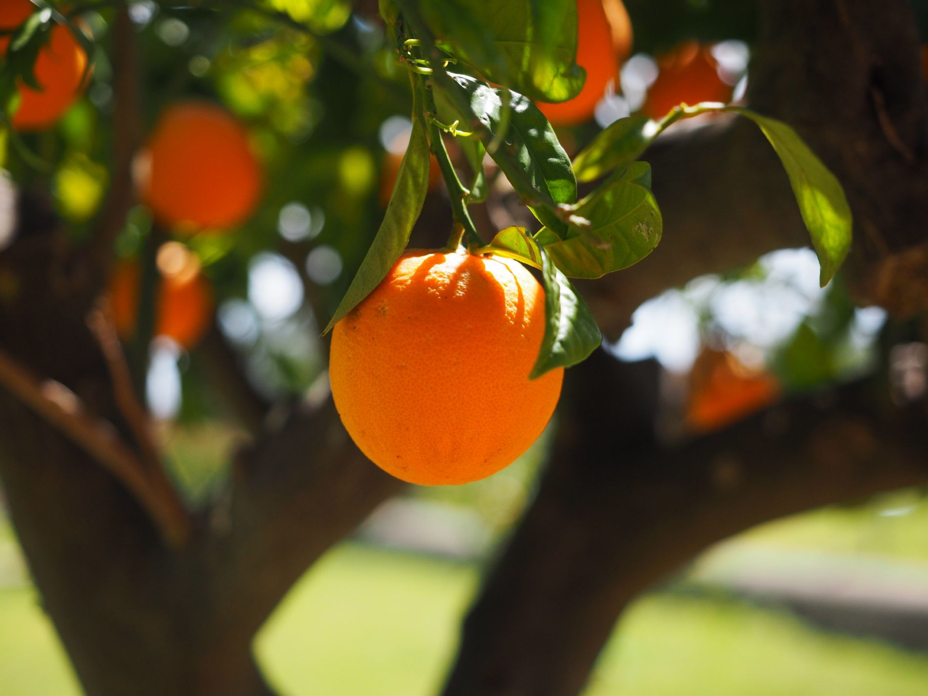 Naranja