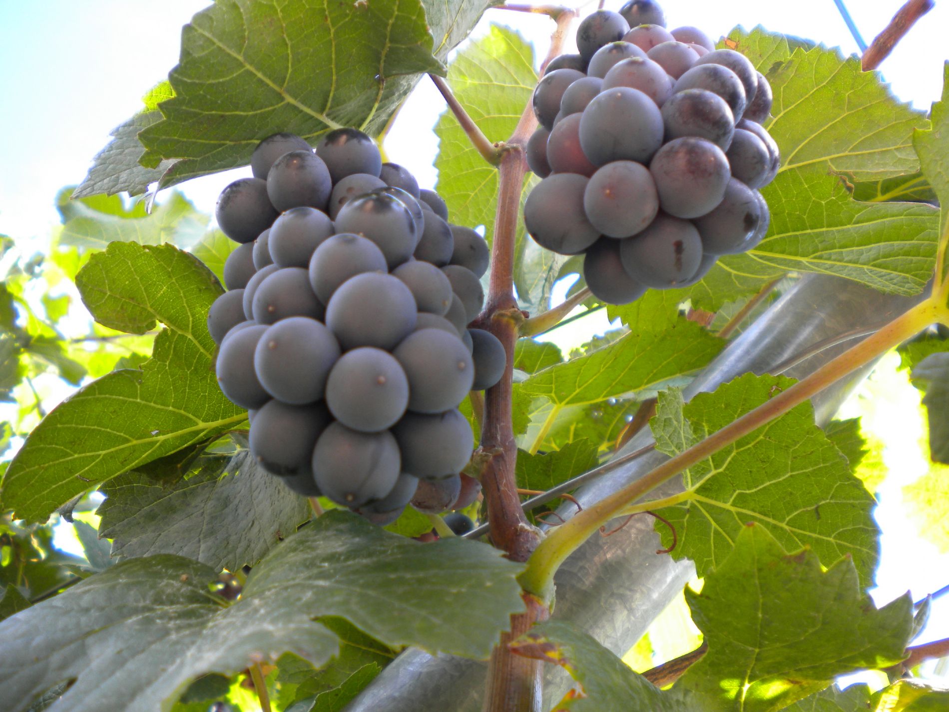 Uvas