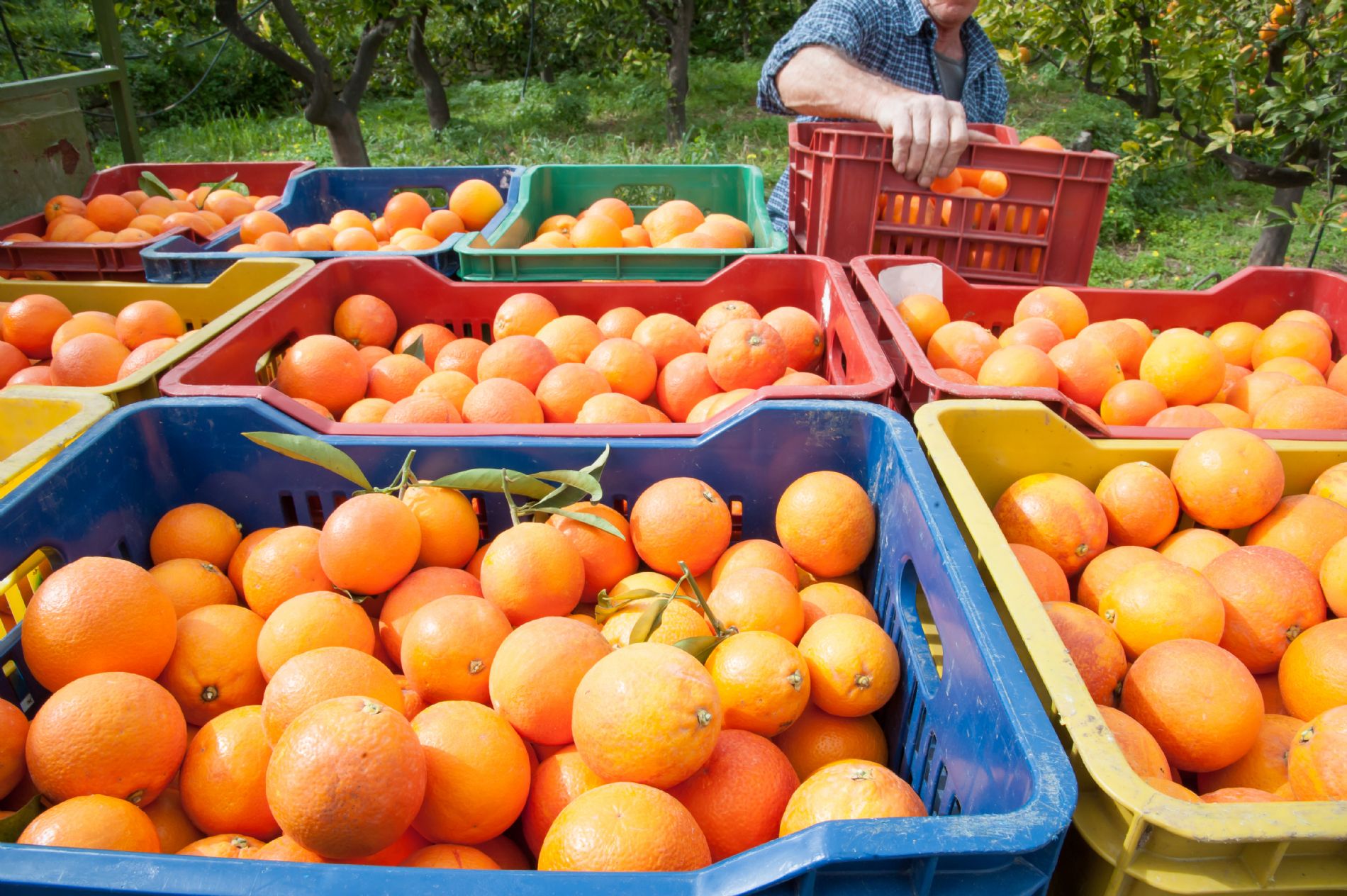 Citricos
