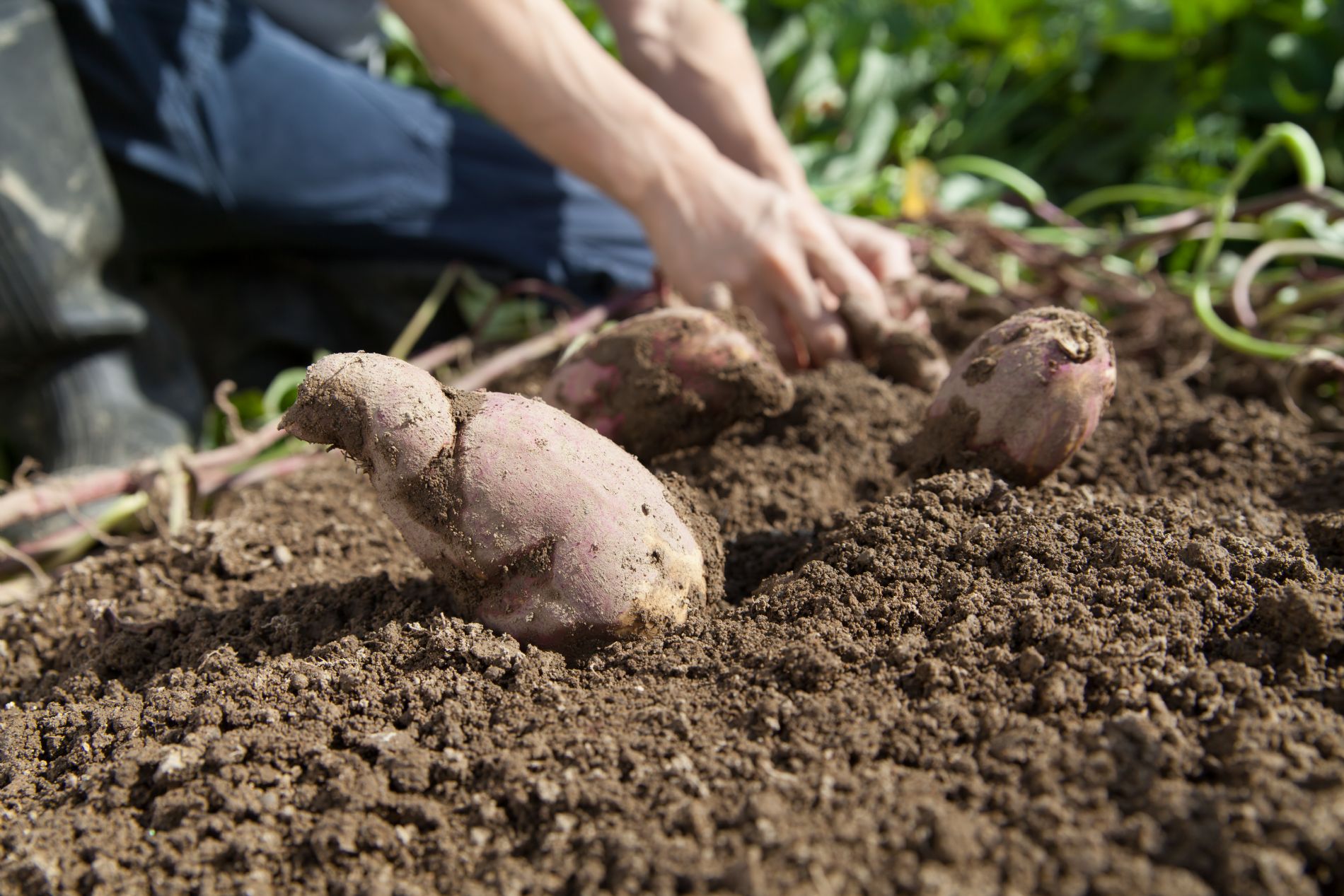 Agricultor