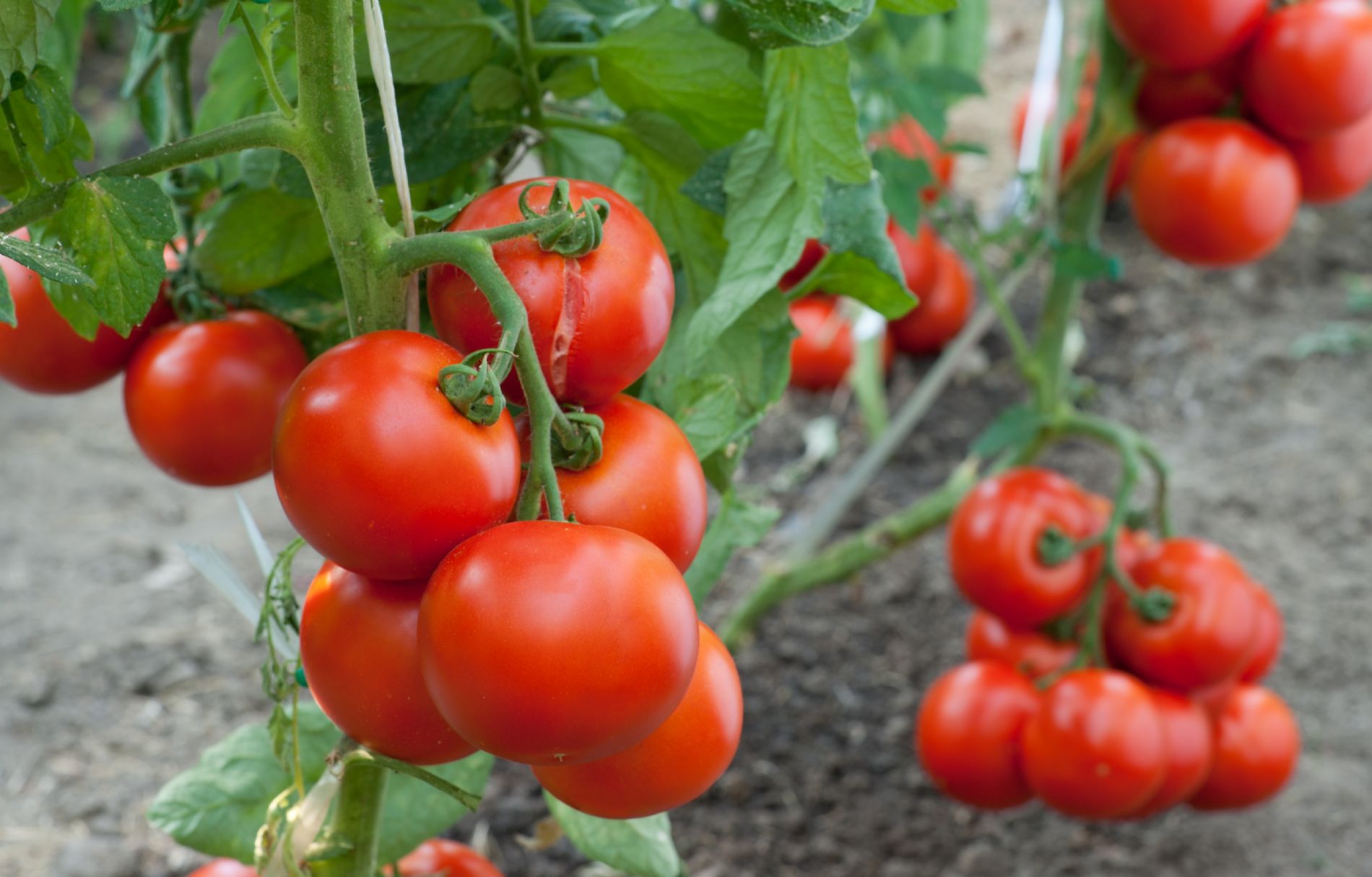 Tomate