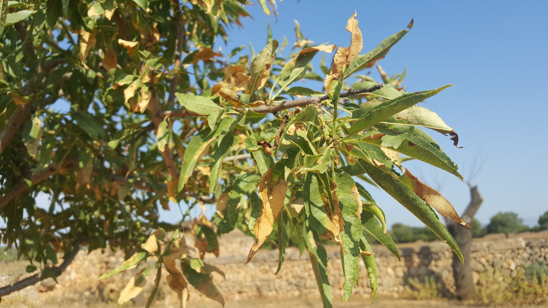 Almendro