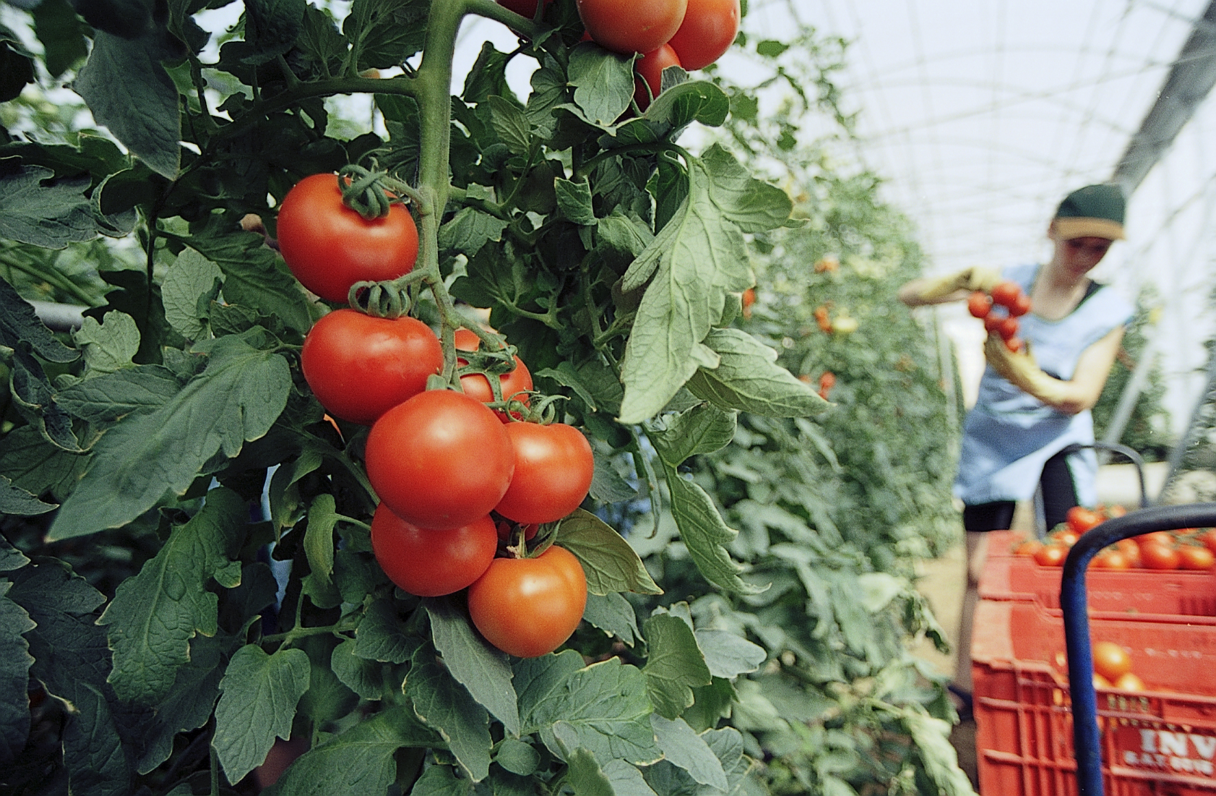 Tomate